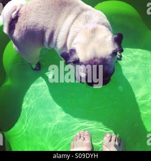 Mops, stehend im Planschbecken mit Person, die Zehen im Blick Stockfoto