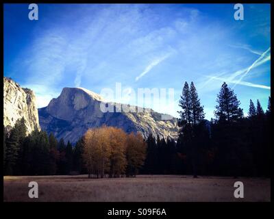 Ein Wäldchen Aspen in Ahwahnee Wiese und Half Dome im Herbst. Yosemite Valley, Yosemite-Nationalpark, Mariposa County, Kalifornien, USA Stockfoto