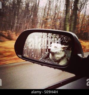 Hund im Auto Reflexion im Spiegel der hinteren Ansicht Stockfoto