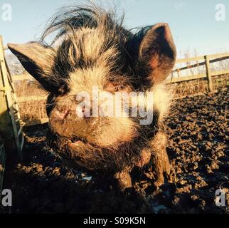 Schwein-Gesicht Stockfoto