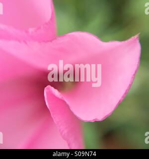 Makro-Ansicht einer Blume rosa Convolvulus arvensis Stockfoto