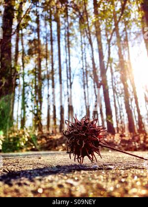 Samenkapsel im Wald Stockfoto