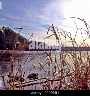 Rasen wächst am Rande eines Teiches. Stockfoto