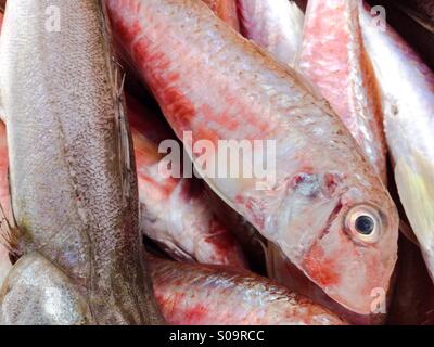 Gestreifte Meerbarbe Fisch hautnah Stockfoto