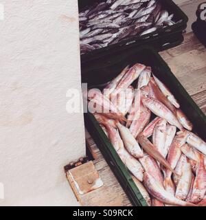 Gestreifte rot Meeräschen und Seehecht Fisch auf Boot Stockfoto