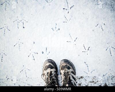 Blickte auf Wanderschuhe im Schnee mit Fasan Tracks in alle Richtungen. Stockfoto