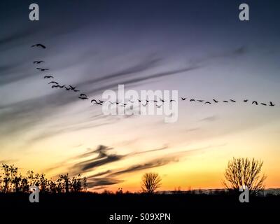 Vögel fliegen in den Sonnenuntergang. Stockfoto