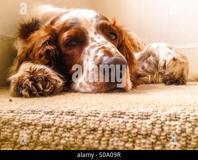 Mürrisch, müde Welsh Springer Spaniel Hund in Kamera Stockfoto