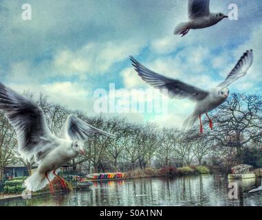 Möwen fliegen über einem Teich in einem Londoner park Stockfoto