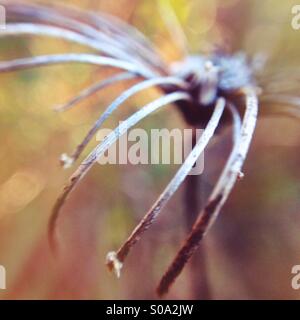 Queen Anne es Lace vertrocknet im Winter Stockfoto