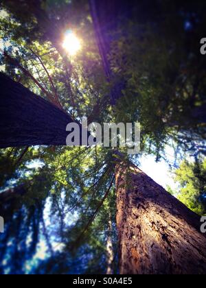 Blick hinauf in den Himmel in einem California Redwood-Baum-Wald. Santa Cruz County, California, USA Stockfoto
