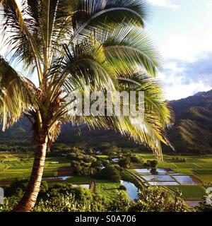 Eine Palme mit Blick auf die Taro-Dateien in Princeville Kauai, Hawaii, USA. Stockfoto