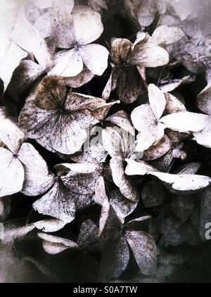 getrockneten Hydrangea Hortensis Blüte Stockfoto