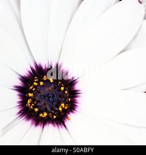 Lila und weißen Blume Stockfoto