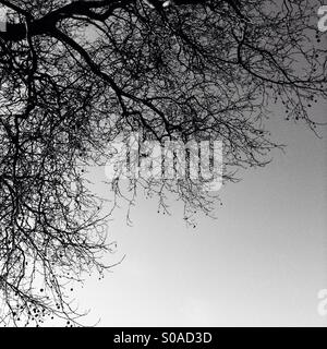 Baum und Zweige Silhouette gegen den Himmel. Stockfoto