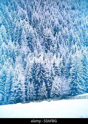 Tannen mit Schnee bedeckt Stockfoto