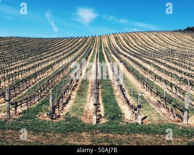 Zentralen Kalifornien Küste Weinberg Stockfoto