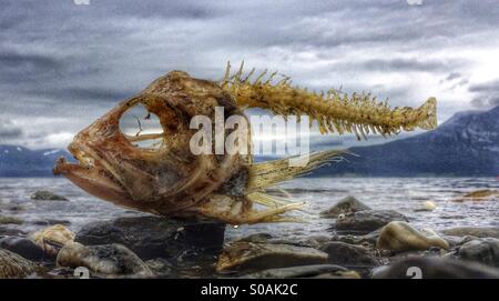 Drama am Strand. Köhler-Karkasse angeschwemmt am nordischen Strand, Norwegen. Stockfoto