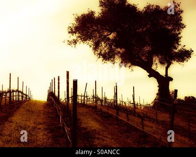 Laetitia Vineyard and Winery in Arroyo Grande, Kalifornien Zentralküste Wein Gegend von San Luis Obispo County Stockfoto