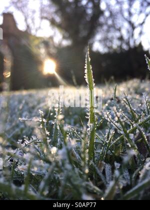 Rasen in Morgensonne gefrostet Stockfoto
