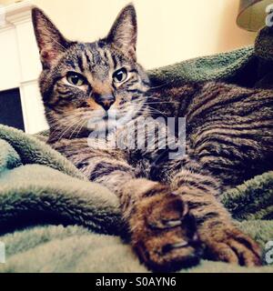 Katzen-Nickerchen Stockfoto