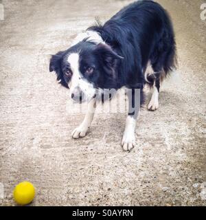 Collie Hund wartet auf jemanden, der durch ihren Ball. Stockfoto