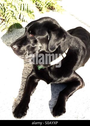 Schwarzer Labrador Retriever Stockfoto