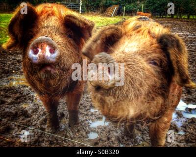 Hausschweine. Surrey, England. Stockfoto