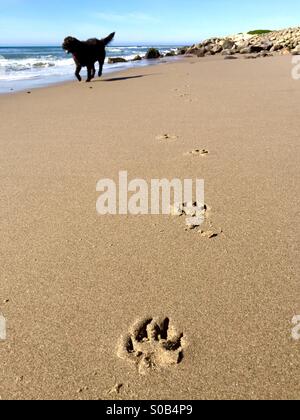 Hundepfote druckt auf den Strand und ein schwarzer Hund läuft im Hintergrund. Ventura, Kalifornien USA. Stockfoto