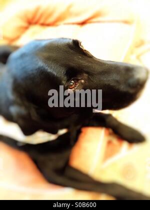 Labrador Retriever braunen Augen Stockfoto