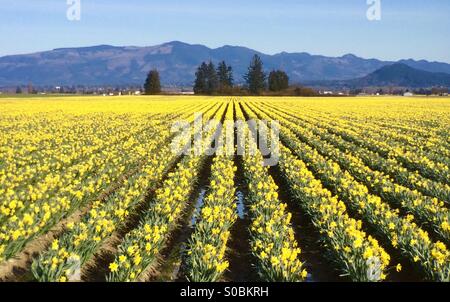 Narzissen, Skagit Valley, Washington, Frühling, März 2015 Stockfoto