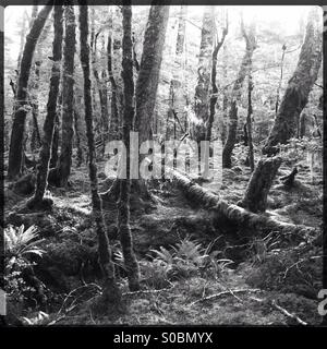 Moosbedeckten Waldboden mit umgestürzten Baum und Farne Stockfoto