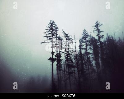 Nebel in der Vorstadt Stockfoto