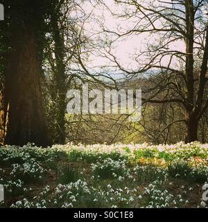 Schneeglöckchen im Frühling auf einem Waldspaziergang Stockfoto