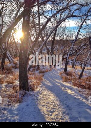 Ein Winter Spaziergang in den Wäldern, in der späten Nachmittagssonne. Glenbow Ranch Provincial Park, Alberta, Kanada. Stockfoto