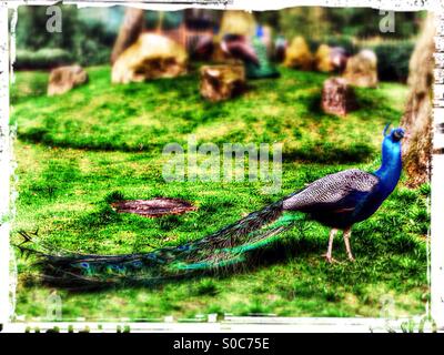 Pfau in Holland Park, Royal Borough of Kensington und Chelsea, West-London, England, Vereinigtes Königreich, Europa Stockfoto