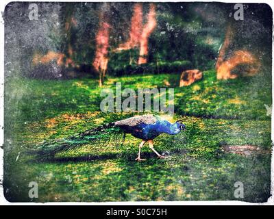 Pfau in Holland Park, Royal Borough of Kensington und Chelsea, West-London, England, Vereinigtes Königreich, Europa Stockfoto