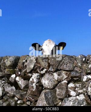 Neugierige Kuh mit Blick auf Trockenmauer in Schottland Stockfoto
