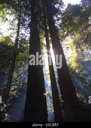 Morgensonne unter den hohen Bäumen in einem California Redwood-Wald. Stockfoto