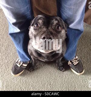 Staffordshire Terrier Hund Zuflucht zwischen Besitzern Beine Stockfoto