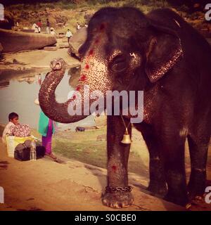 Lakshmi der Elefant Stockfoto