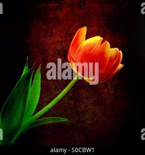 Eine rote und gelbe Tulpe gegen ein dunkles Rot, strukturiertem Hintergrund. Stockfoto