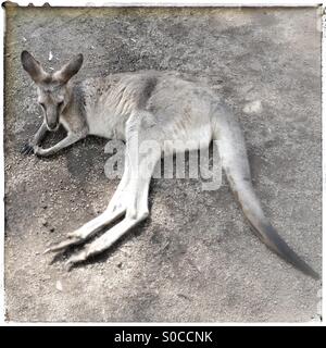 Ruhenden Känguru Stockfoto