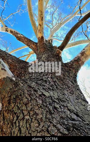 Platane im Winter ohne Blätter. Stockfoto