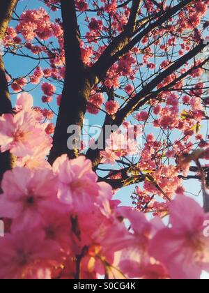 Schöne rosa Sakura oder Kirschblüten, gebadet mit orange Sonnenuntergang leuchten. Stockfoto