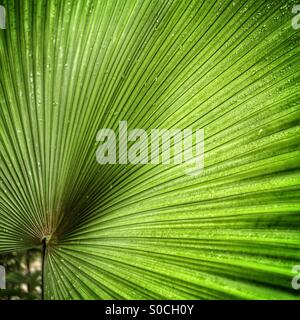 Nahaufnahme von einem Palmblatt in Kew Gardens, London Stockfoto