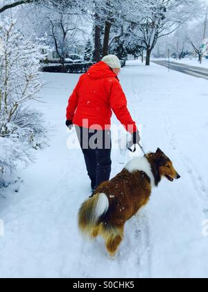 Hund und Wanderer mitten im Winter, Kanada. Eine Frau und ihr Haustier. Auf einer Spur. Im Freien. Eine Schneedecke. Täglicher Ausflug. Die Frau geht mit dem Hund Gassi. Zu jeder Jahreszeit. Stockfoto