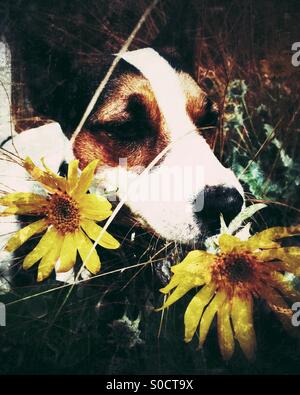 Hund schnüffeln gelbe Blume; Distressed bearbeiten. Stockfoto