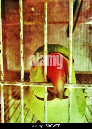 Papagei mit rotem Schnabel beißen Käfig Bars in Kharian Pakistan Stockfoto