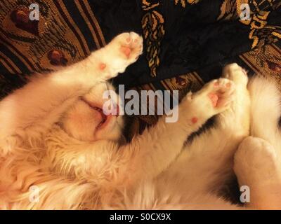 Angora Katze schläft auf dem Rücken mit ihren Vorderbeinen bis Stockfoto